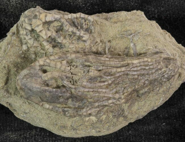 Cyathocrinites & Goniocrinus Crinoids - Crawfordsville #94359